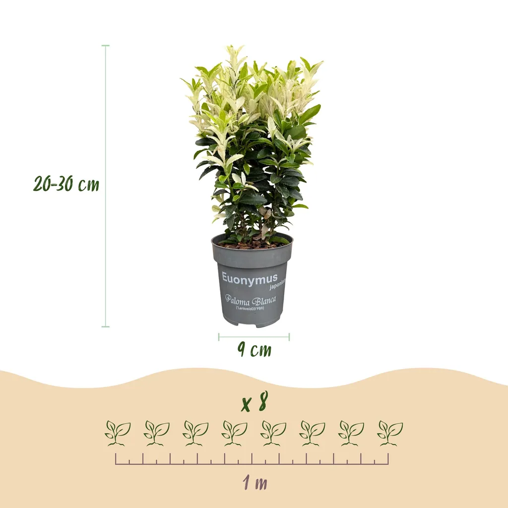 Kriechspindel 'Paloma Blanca' 24er-Set (Euonymus) – winterharter Bodendecker, Topf-Ø 9 cm, Höhe ca. 20–30 cm