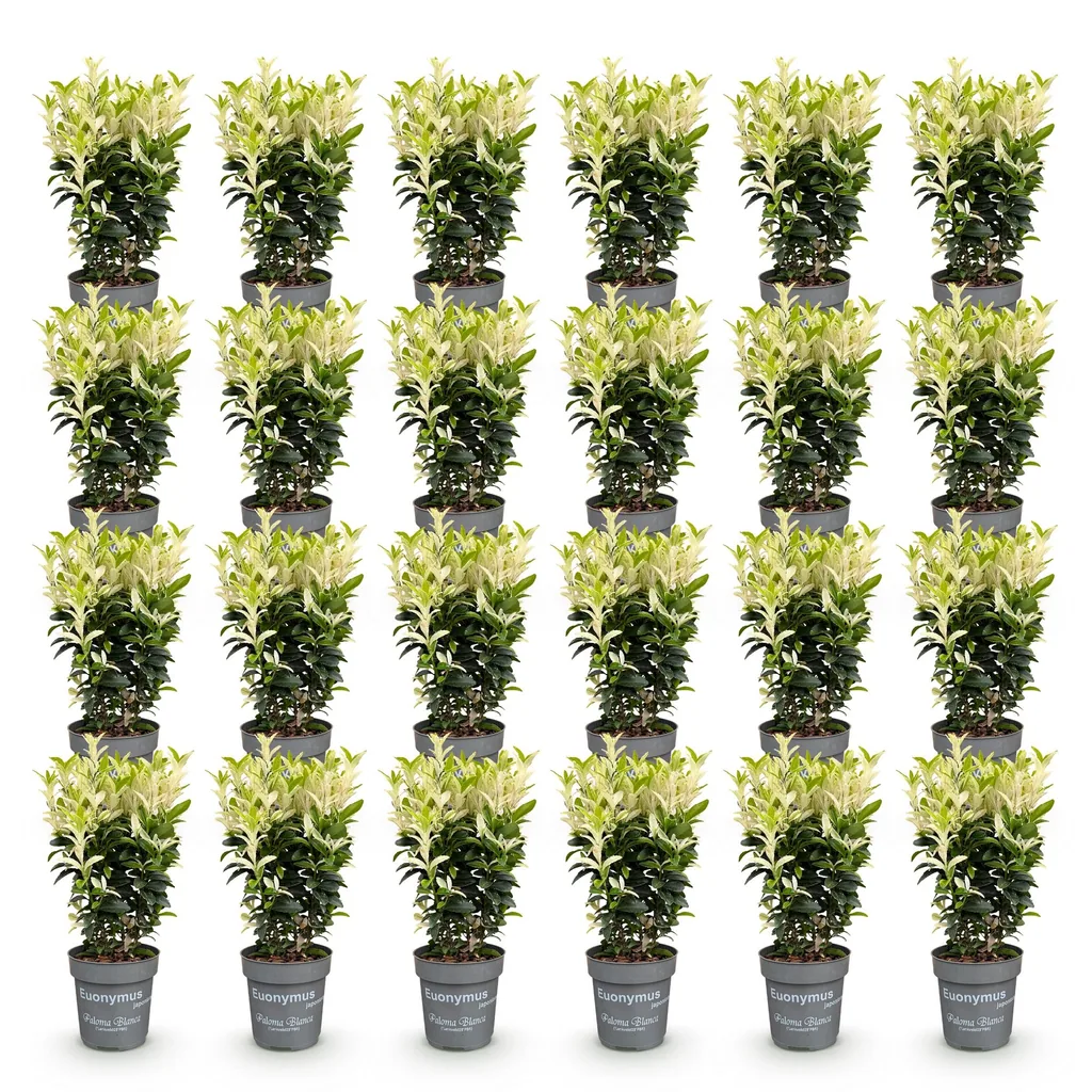 Kriechspindel 'Paloma Blanca' 24er-Set (Euonymus) – winterharter Bodendecker, Topf-Ø 9 cm, Höhe ca. 20–30 cm