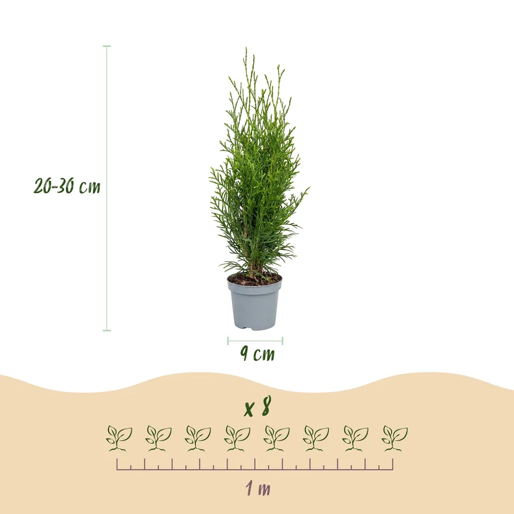 Abendländischer Lebensbaum 'Smaragd' 24er-Set (Thuja occidentalis) – winterhartes Nadelgehölz, Topf-Ø 9 cm, Höhe ca. 20–30 cm