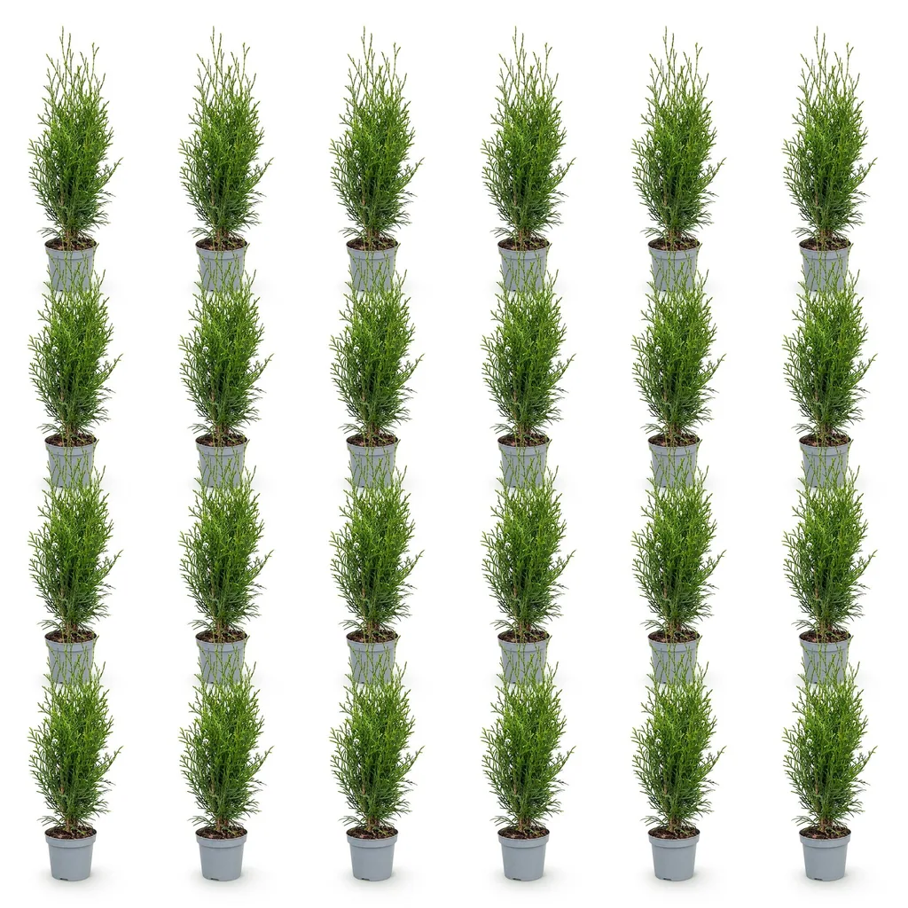 Abendländischer Lebensbaum 'Smaragd' 24er-Set (Thuja occidentalis) – winterhartes Nadelgehölz, Topf-Ø 9 cm, Höhe ca. 20–30 cm
