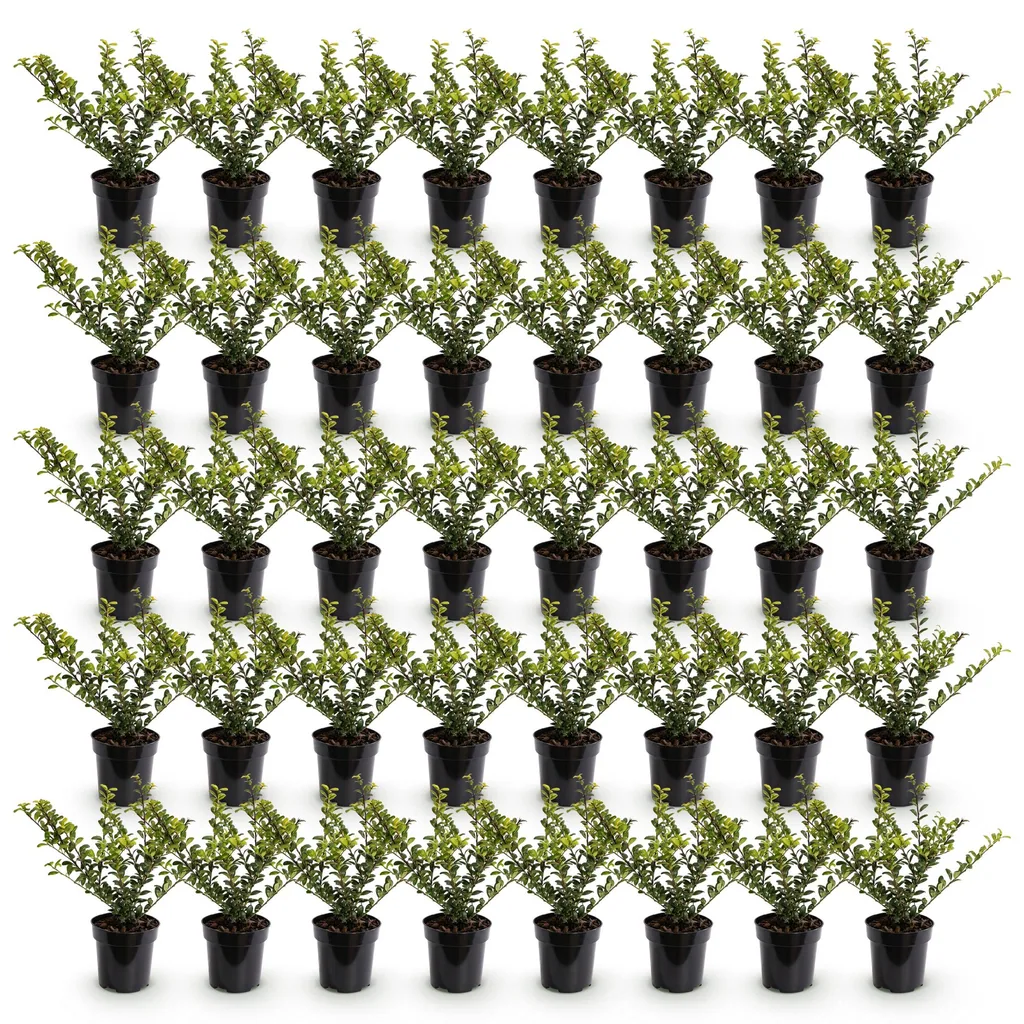 Japanische Stechpalme 'Covenxa' 40er-Set (Ilex crenata) – winterharter Zierstrauch, Topf-Ø 9 cm, Höhe ca. 20–30 cm