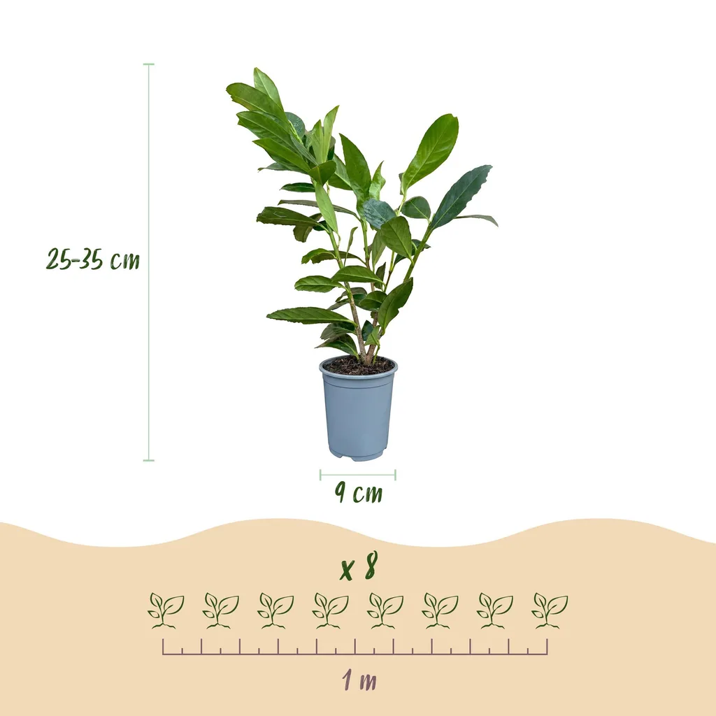 Kirschlorbeer 'Caucasica' 40er-Set (Prunus laurocerasus) – winterharter immergrüner Strauch, Topf-Ø 9 cm, Höhe ca. 25–35 cm