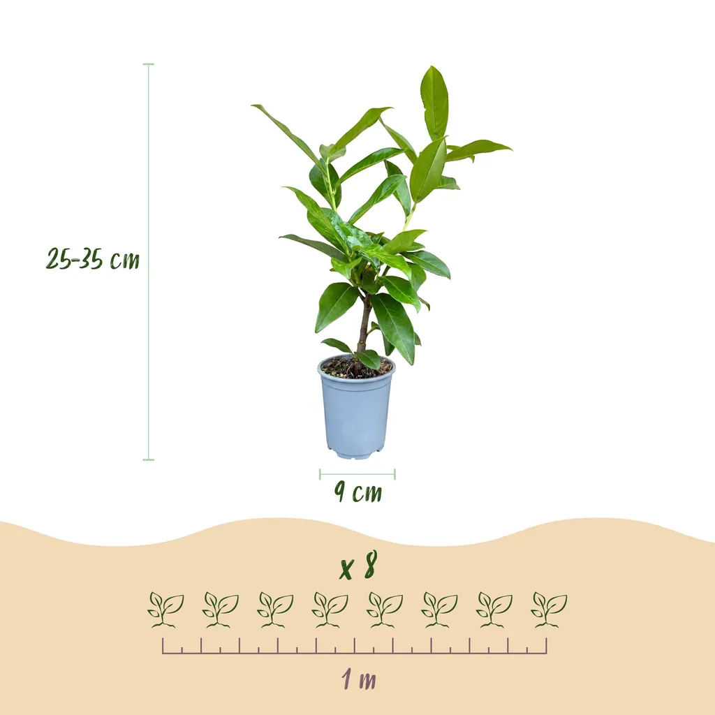 Kirschlorbeer 'Novita' 40er-Set (Prunus laurocerasus) – winterharter immergrüner Strauch, Topf-Ø 9 cm, Höhe ca. 25–35 cm