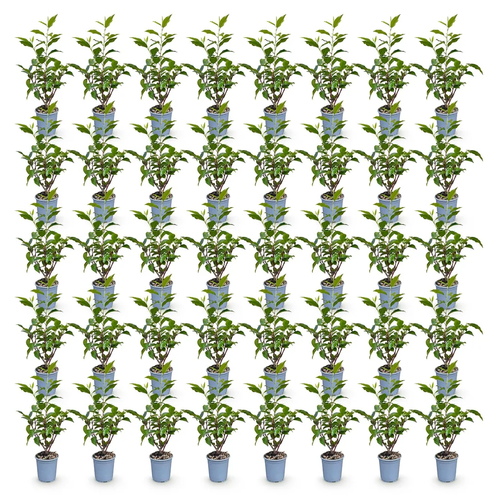 Portugiesischer Kirschlorbeer 'Angustifolia' 40er-Set (Prunus lusitanica) – winterharter immergrüner Strauch, Topf-Ø 9 cm, Höhe ca. 25–35 cm