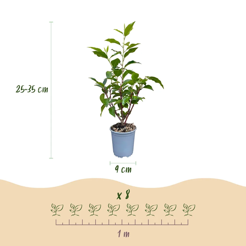 Portugiesischer Kirschlorbeer 'Angustifolia' 40er-Set (Prunus lusitanica) – winterharter immergrüner Strauch, Topf-Ø 9 cm, Höhe ca. 25–35 cm
