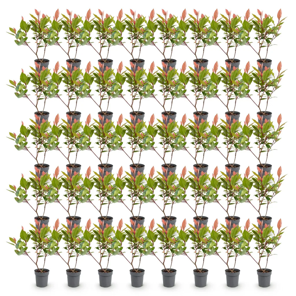 Glanzmispel 'Little Red Robin' 40er-Set (Photinia fraseri) – bedingt winterharter Zierstrauch, Topf-Ø 9 cm, Höhe ca. 25–35 cm