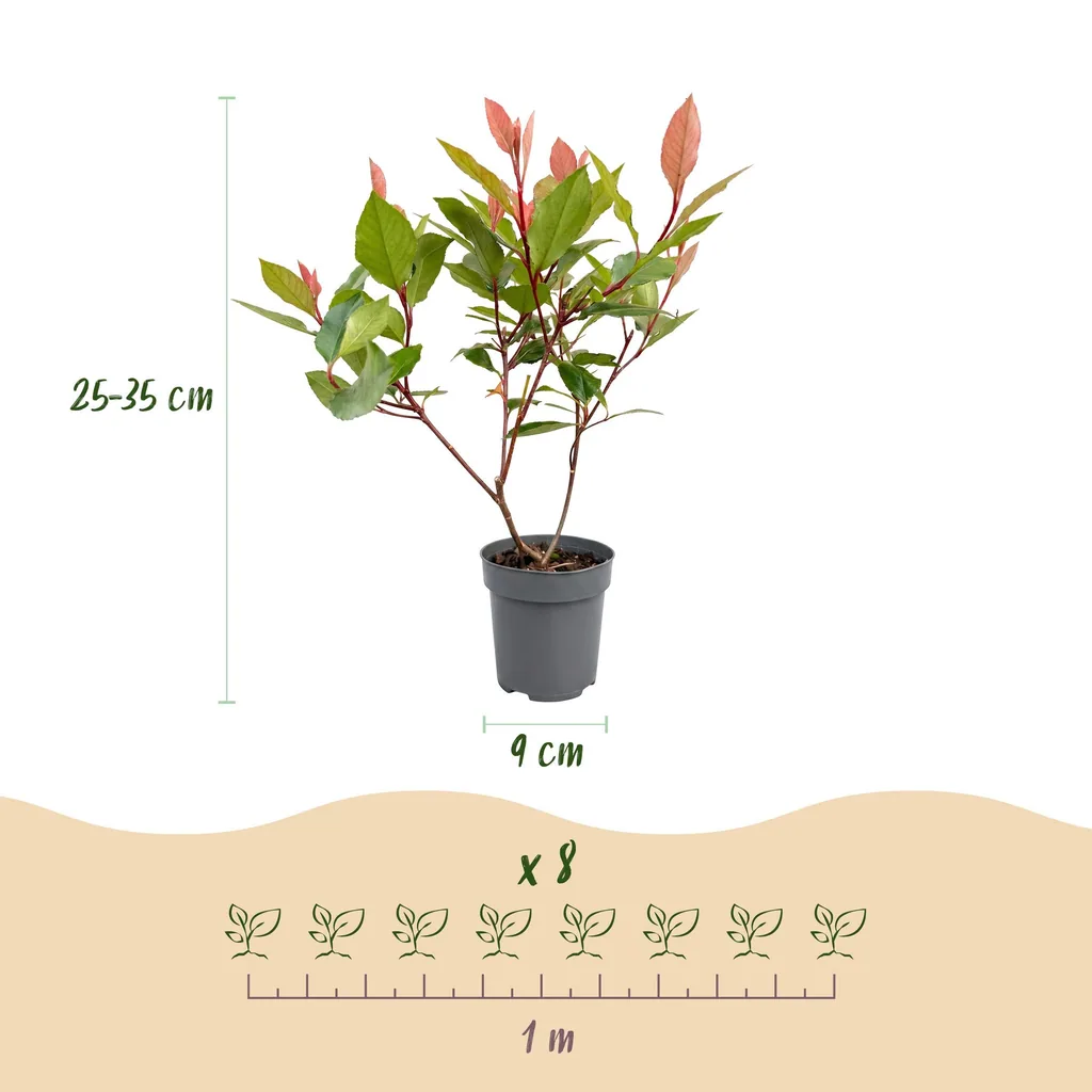 Glanzmispel 'Little Red Robin' 40er-Set (Photinia fraseri) – bedingt winterharter Zierstrauch, Topf-Ø 9 cm, Höhe ca. 25–35 cm