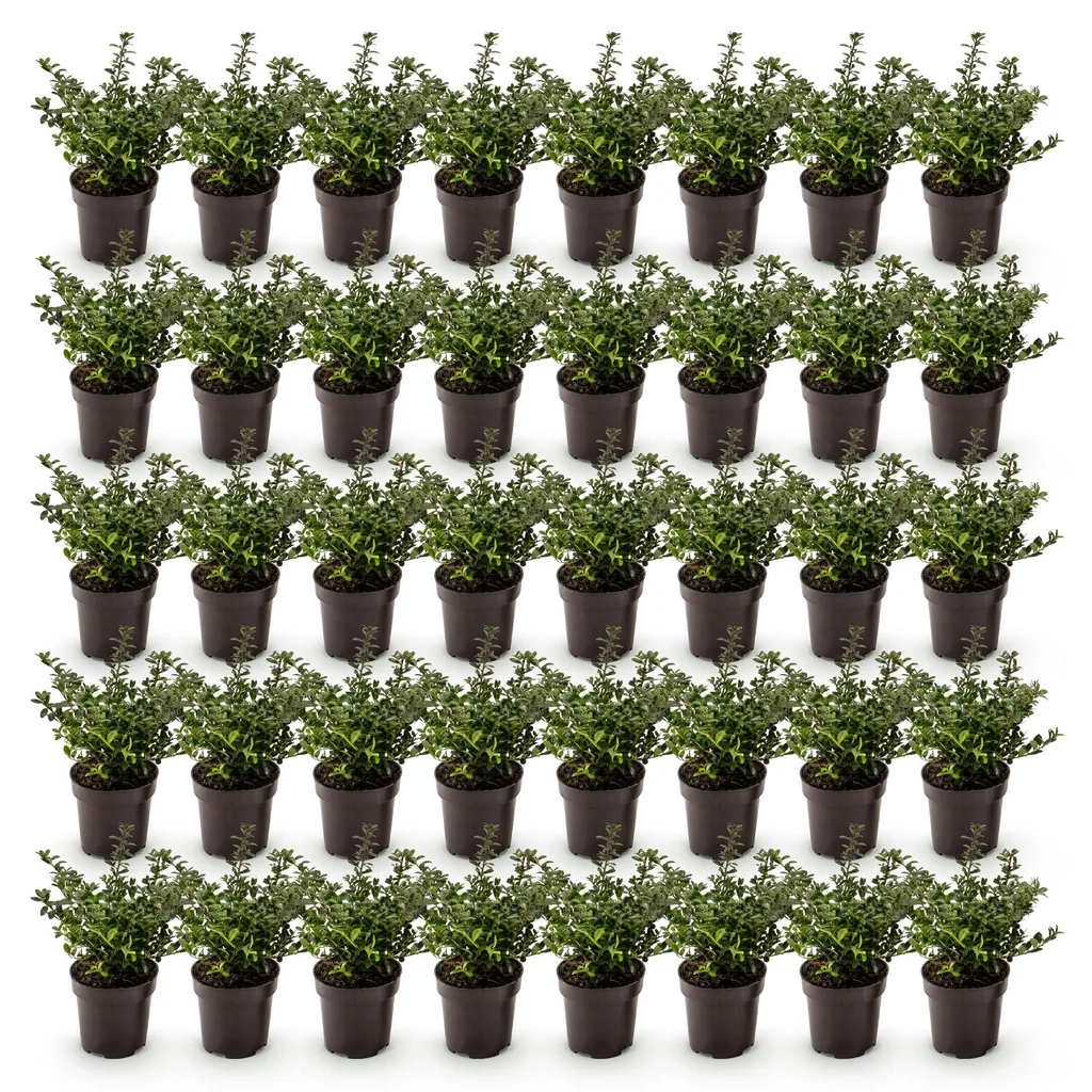 Japanische Stechpalme 'Stokes' 40er-Set (Ilex crenata) – winterharter Zierstrauch, Topf-Ø 9 cm, Höhe ca. 20–30 cm