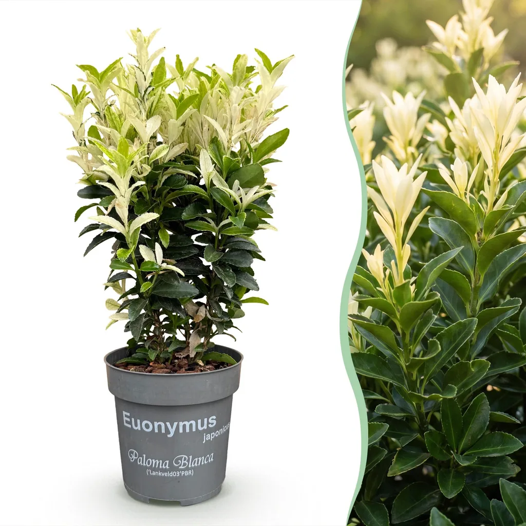 Kriechspindel 'Paloma Blanca' 40er-Set (Euonymus) – winterharter Bodendecker, Topf-Ø 9 cm, Höhe ca. 20–30 cm