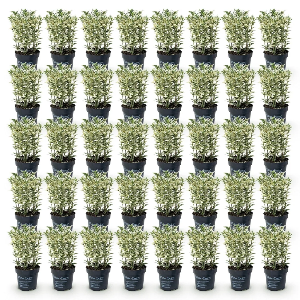 Japanischer Spindelstrauch 'White Spire' 40er-Set (Euonymus japonicus) – winterharter immergrüner Strauch, Topf-Ø 9 cm, Höhe ca. 20–30 cm