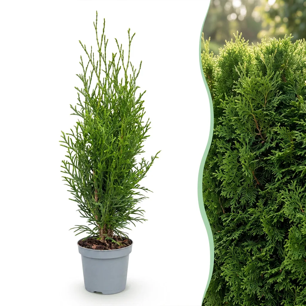 Abendländischer Lebensbaum 'Smaragd' 40er-Set (Thuja occidentalis) – winterhartes Nadelgehölz, Topf-Ø 9 cm, Höhe ca. 20–30 cm