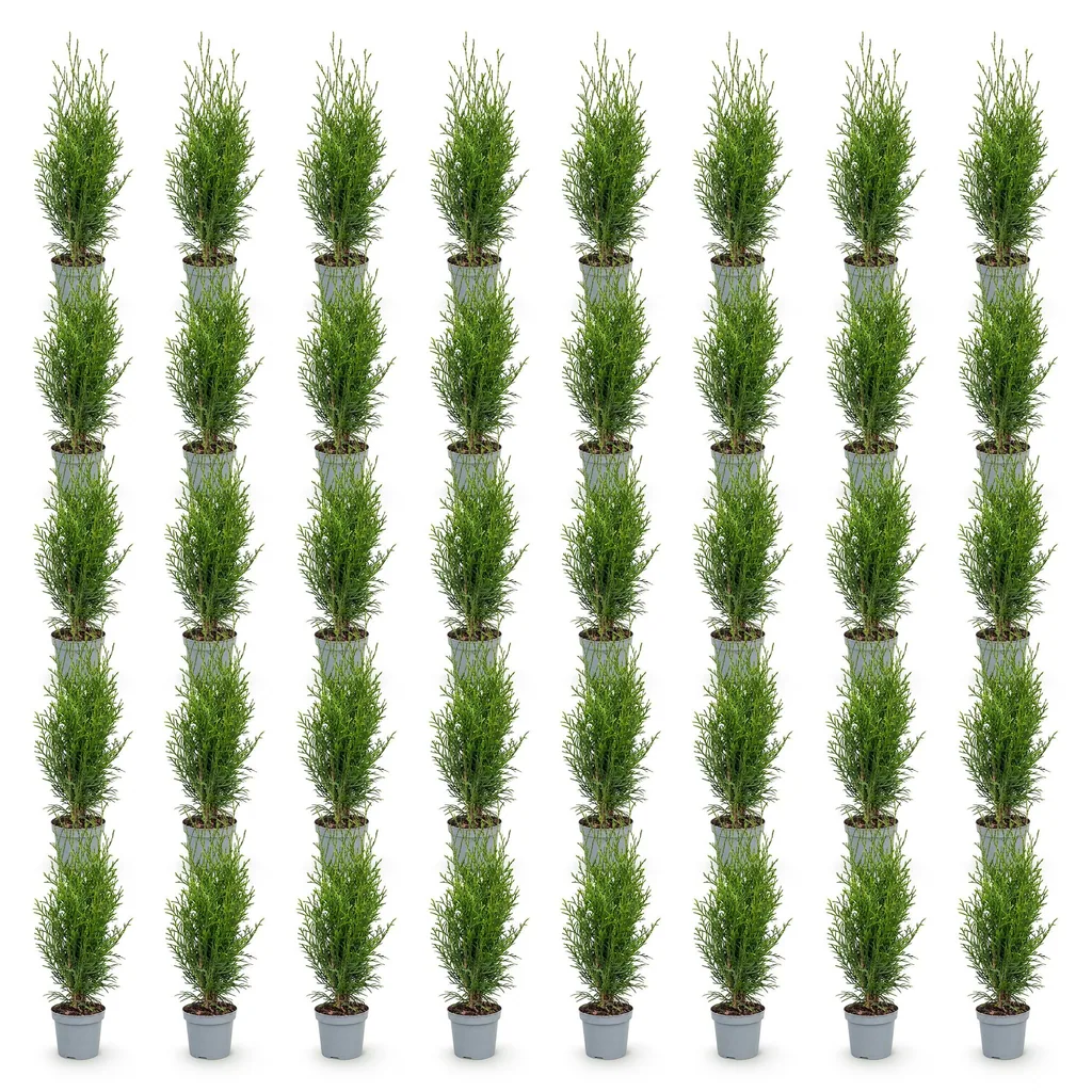 Abendländischer Lebensbaum 'Smaragd' 40er-Set (Thuja occidentalis) – winterhartes Nadelgehölz, Topf-Ø 9 cm, Höhe ca. 20–30 cm