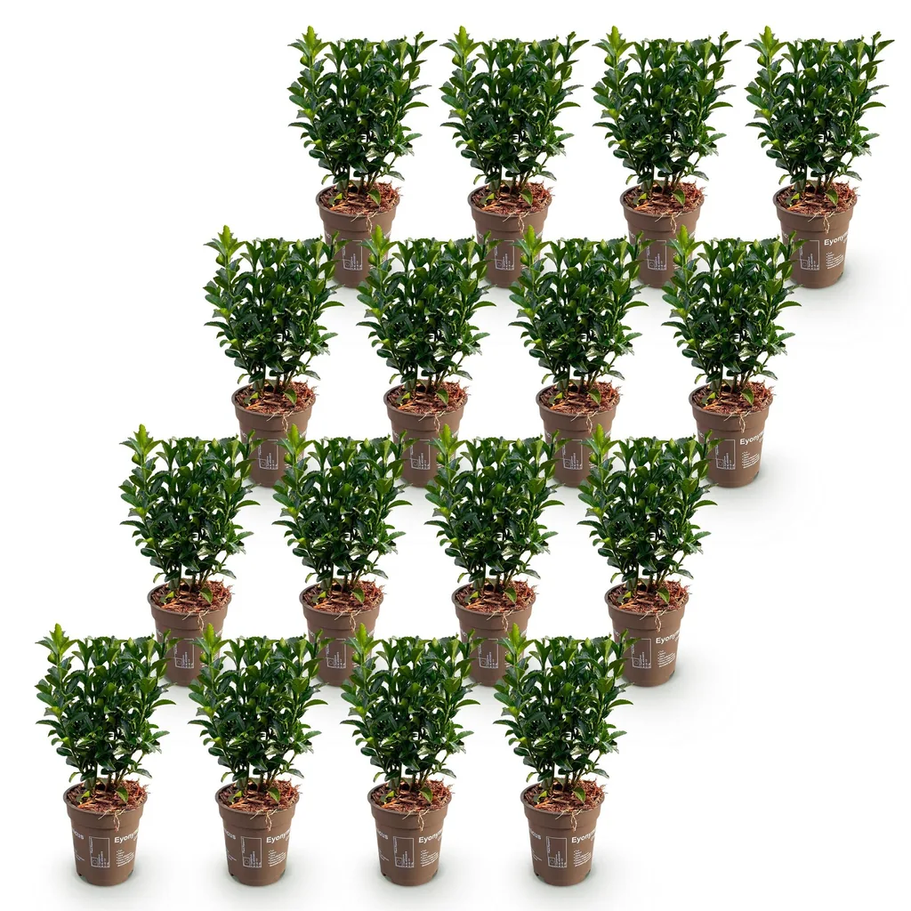 Kriechspindel 'Green Spire' 16er-Set (Euonymus) – winterharter Bodendecker, Topf-Ø 9 cm, Höhe ca. 20–25 cm
