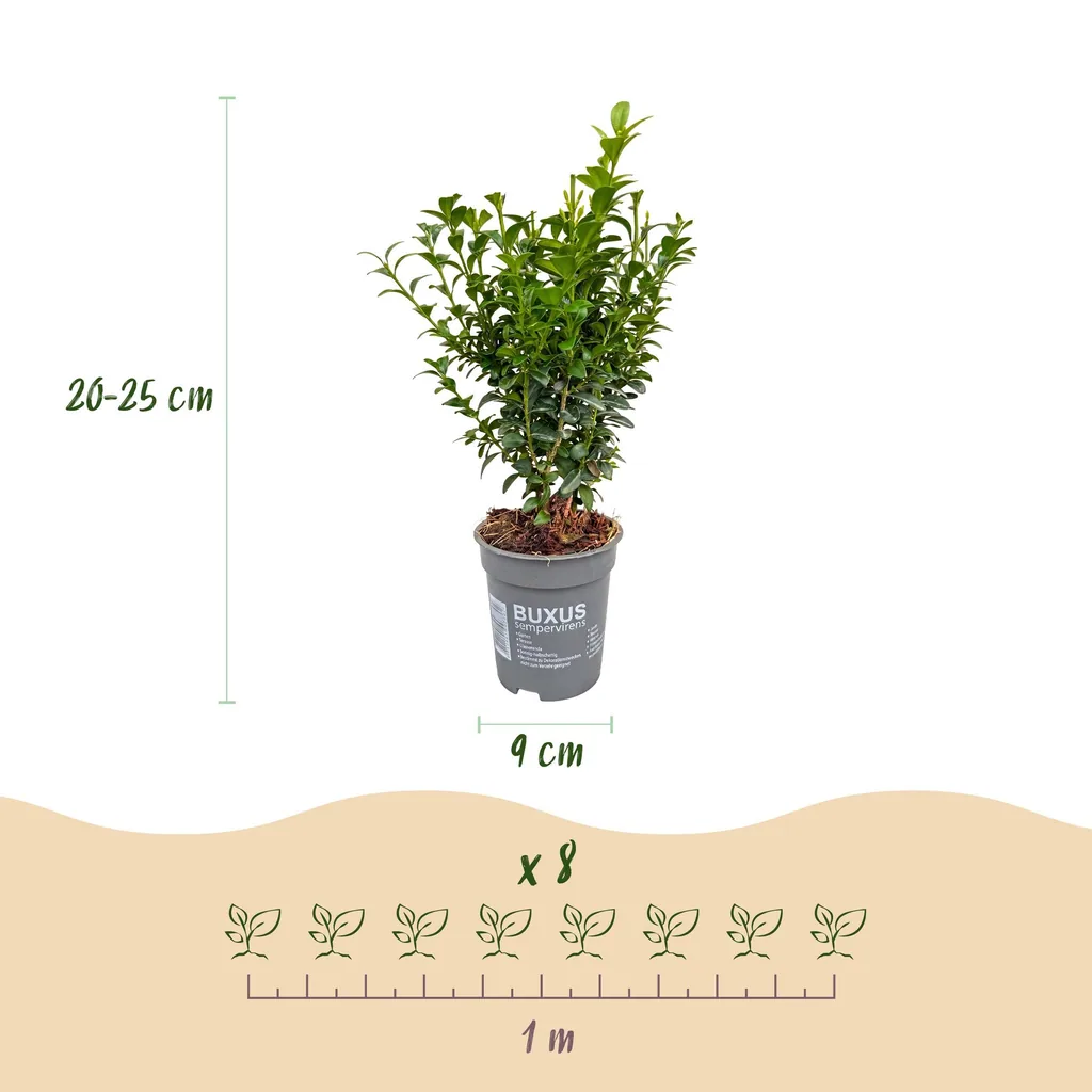 Gewöhnlicher Buchsbaum 24er-Set (Buxus sempervirens) – winterharter immergrüner Strauch, Topf-Ø 9 cm, Höhe ca. 20–25 cm