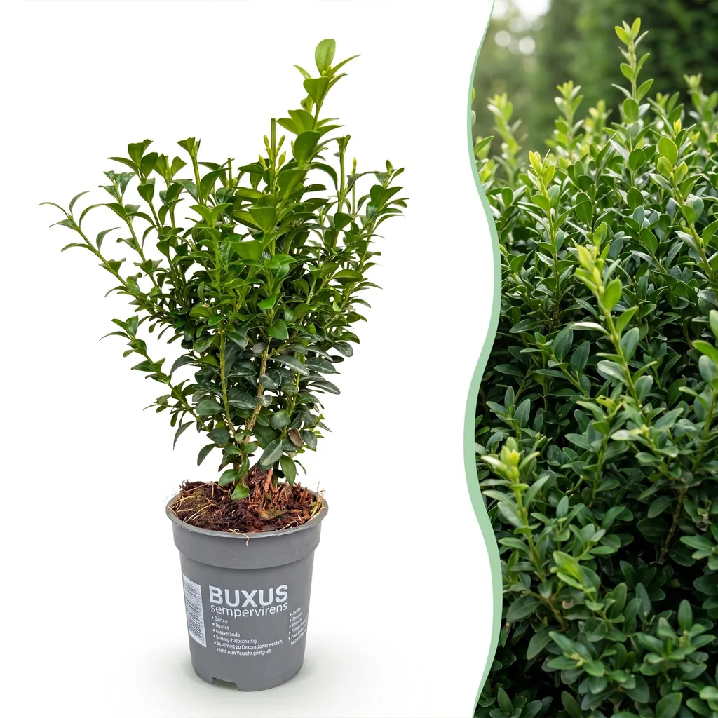 Gewöhnlicher Buchsbaum 24er-Set (Buxus sempervirens) – winterharter immergrüner Strauch, Topf-Ø 9 cm, Höhe ca. 20–25 cm