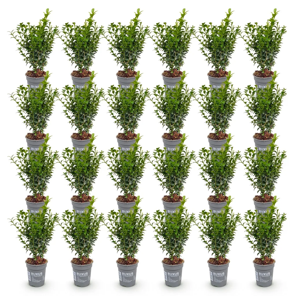 Gewöhnlicher Buchsbaum 24er-Set (Buxus sempervirens) – winterharter immergrüner Strauch, Topf-Ø 9 cm, Höhe ca. 20–25 cm