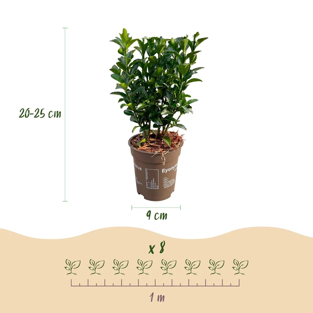 Kriechspindel 'Green Spire' 24er-Set (Euonymus) – winterharter Bodendecker, Topf-Ø 9 cm, Höhe ca. 20–25 cm