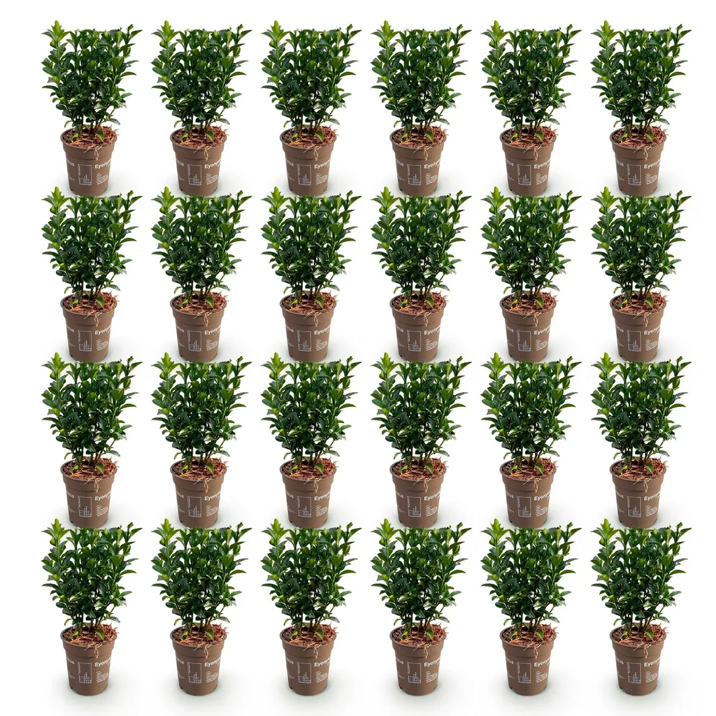 Kriechspindel 'Green Spire' 24er-Set (Euonymus) – winterharter Bodendecker, Topf-Ø 9 cm, Höhe ca. 20–25 cm