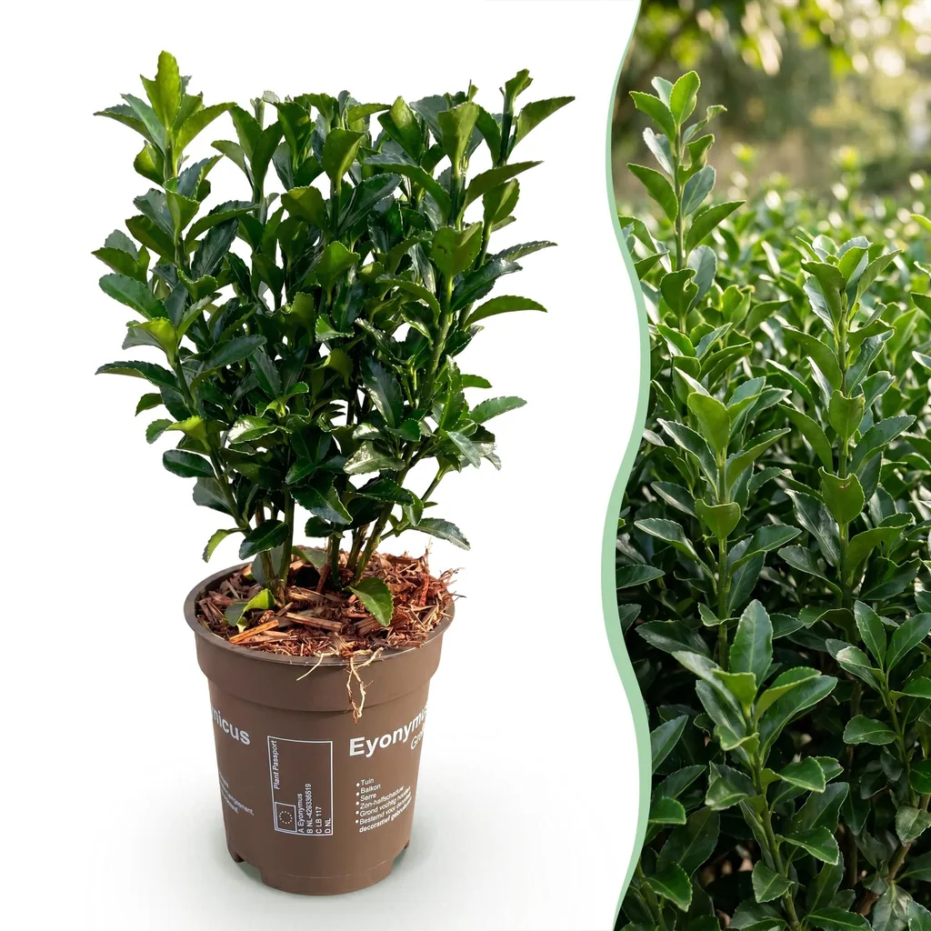 Kriechspindel 'Green Spire' 40er-Set (Euonymus) – winterharter Bodendecker, Topf-Ø 9 cm, Höhe ca. 20–25 cm