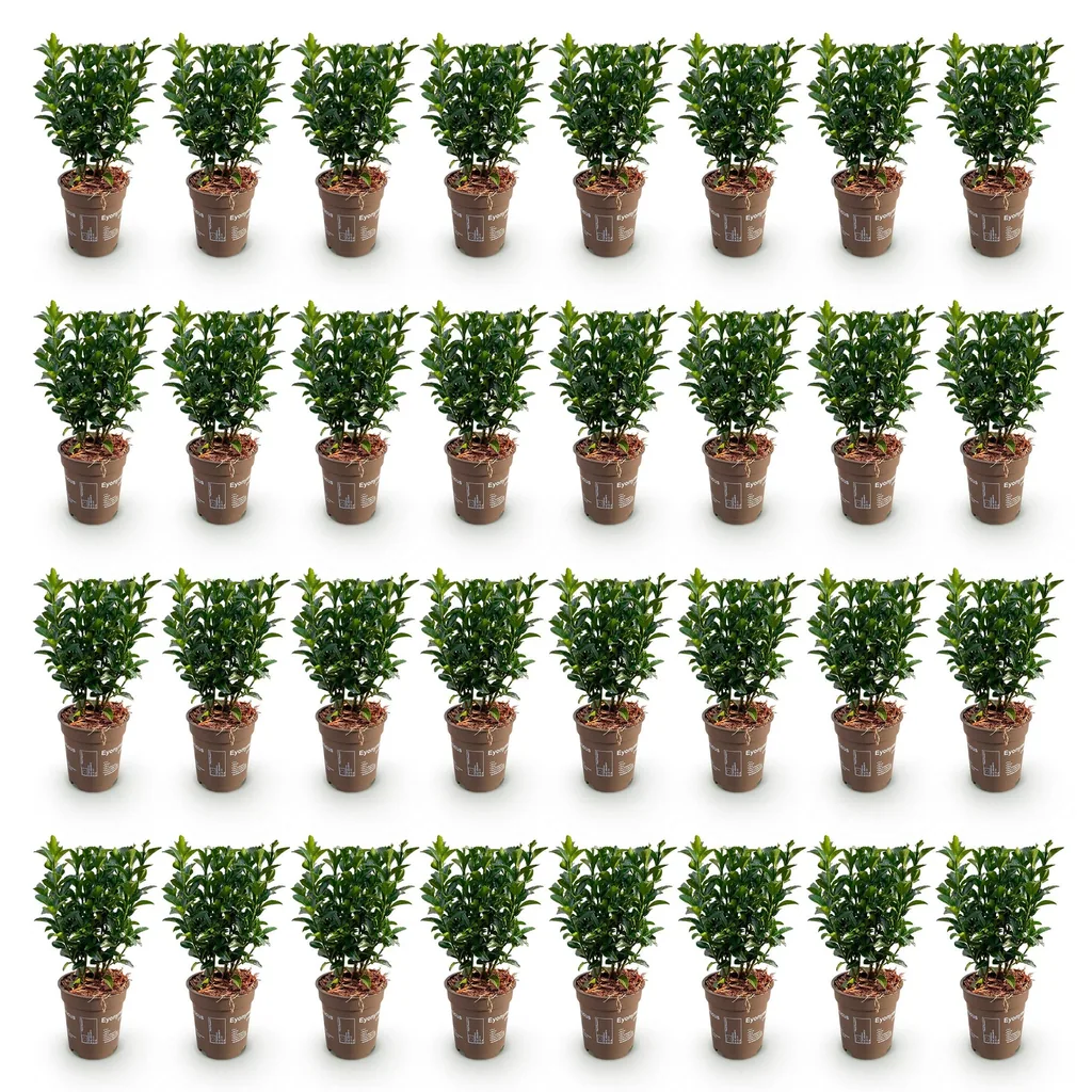 Kriechspindel 'Green Spire' 40er-Set (Euonymus) – winterharter Bodendecker, Topf-Ø 9 cm, Höhe ca. 20–25 cm