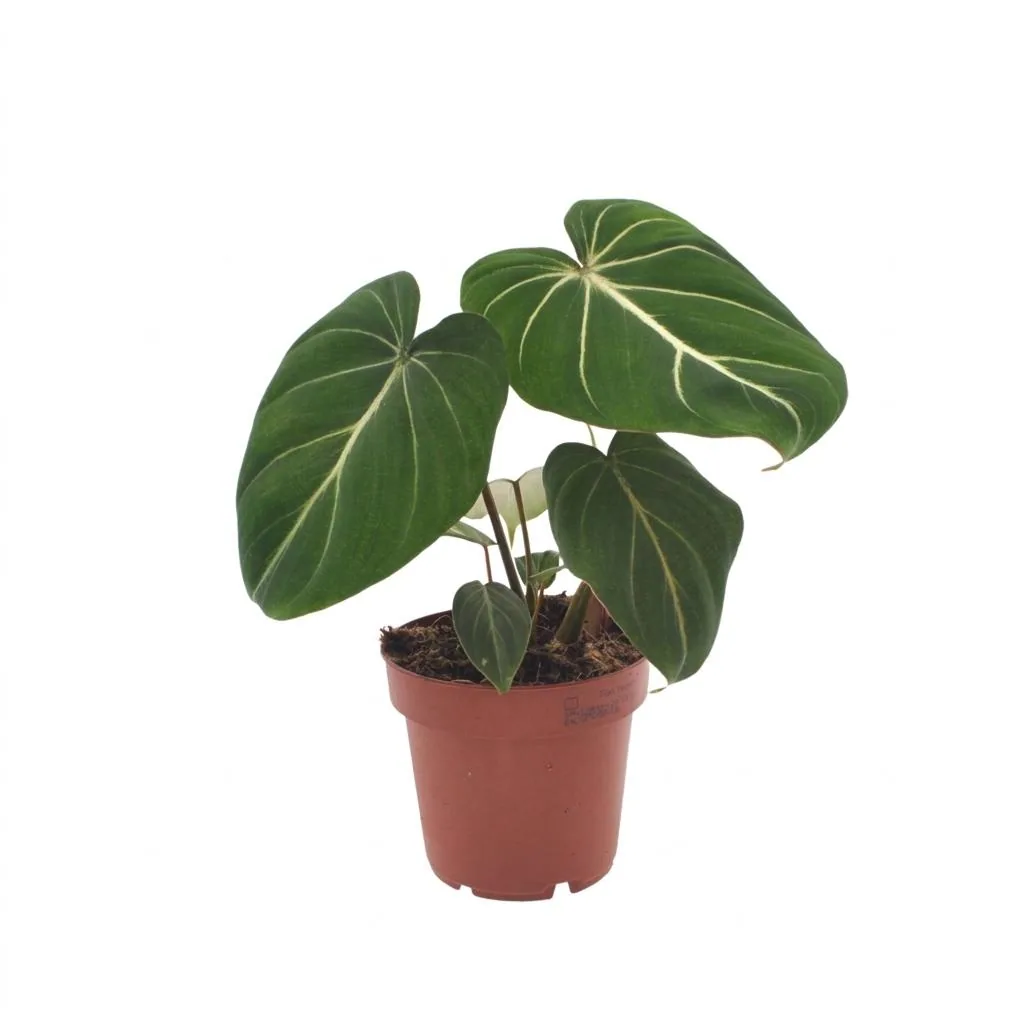 Philodendron (Philodendron gloriosum) – pflegeleichte Zimmerpflanze, Topf-Ø 12 cm, Höhe ca. 25 cm