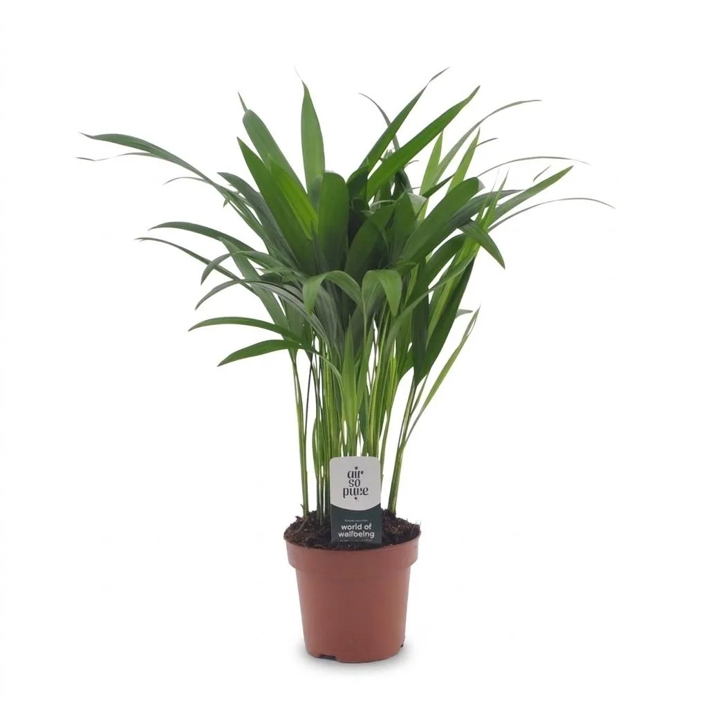 Goldfruchtpalme (Dypsis lutescens) – pflegeleichte Zimmerpflanze, Topf-Ø 12 cm, Höhe ca. 45 cm
