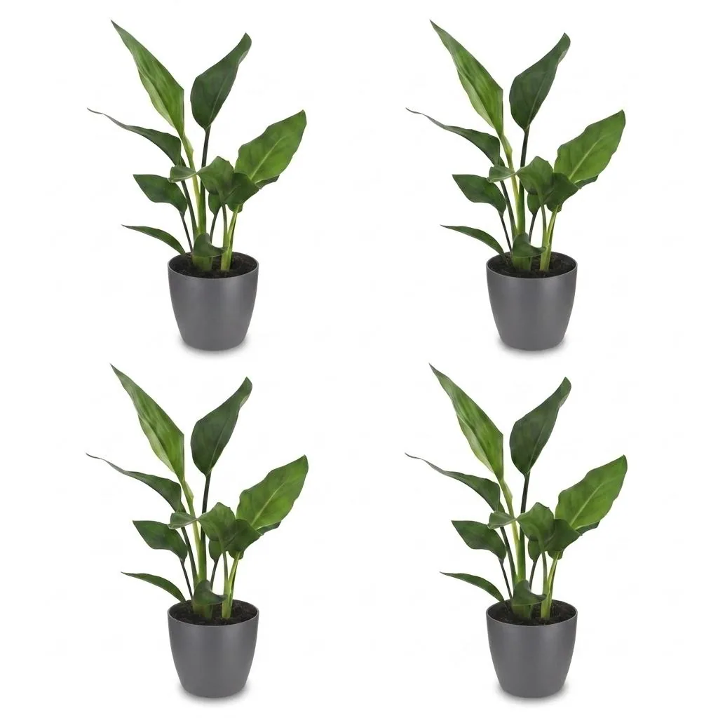 Paradiesvogelblume 4er-Set (Strelitzia reginae) – pflegeleichte Zimmerpflanze, im grauen Übertopf, Topf-Ø 12 cm, Höhe ca. 35 cm