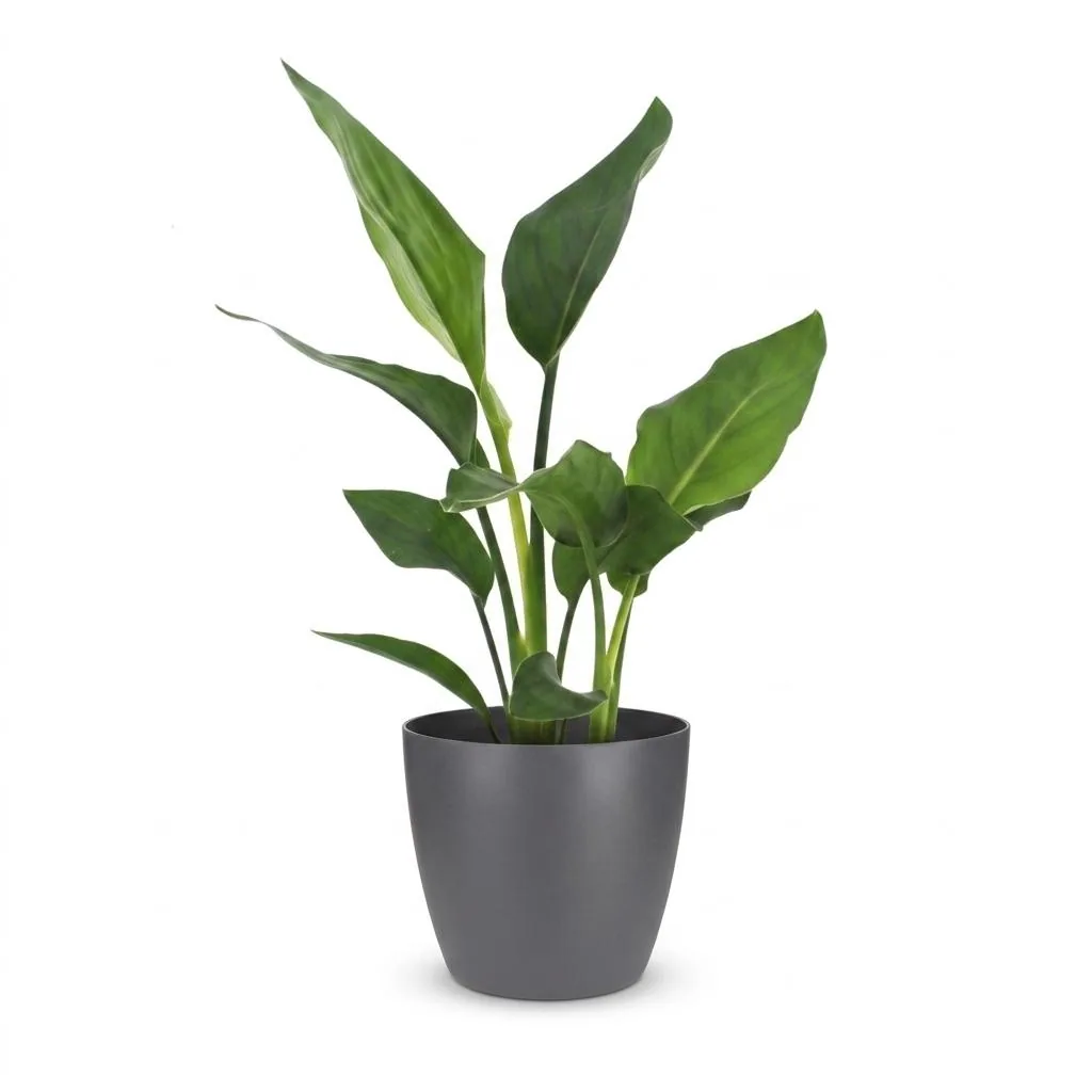 Paradiesvogelblume (Strelitzia reginae) – pflegeleichte Zimmerpflanze, im grauen Übertopf, Topf-Ø 12 cm, Höhe ca. 35 cm