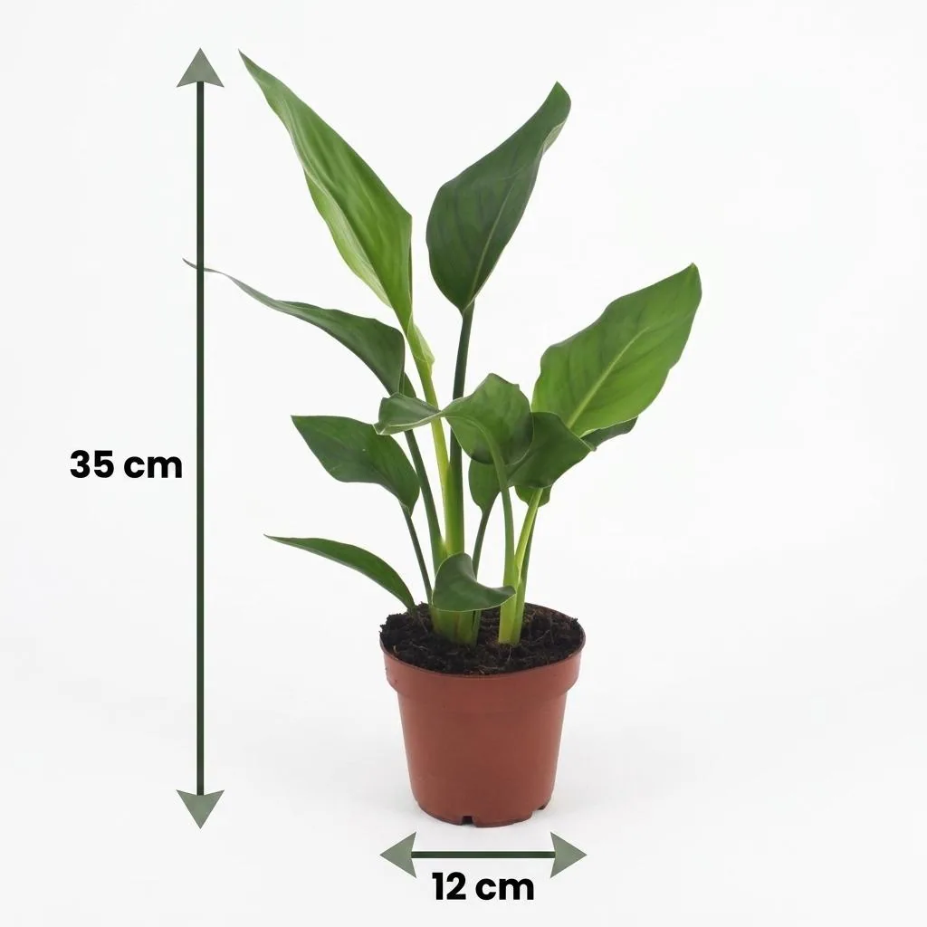 Paradiesvogelblume 4er-Set (Strelitzia reginae) – pflegeleichte Zimmerpflanze, Topf-Ø 12 cm, Höhe ca. 35 cm