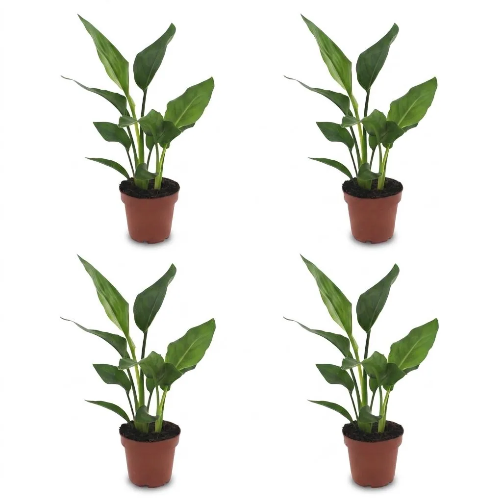 Paradiesvogelblume 4er-Set (Strelitzia reginae) – pflegeleichte Zimmerpflanze, Topf-Ø 12 cm, Höhe ca. 35 cm