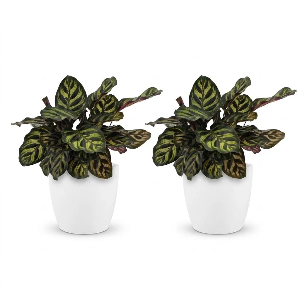 Pfauen-Korbmarante 2er-Set (Calathea makoyana) – pflegeleichte Zimmerpflanze, im weißen Übertopf, Topf-Ø 12 cm, Höhe ca. 25 cm