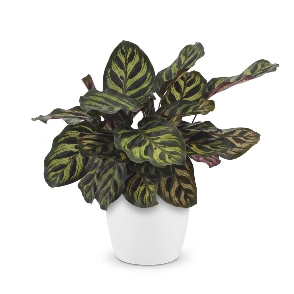 Pfauen-Korbmarante (Calathea makoyana) – pflegeleichte Zimmerpflanze, im weißen Übertopf, Topf-Ø 12 cm, Höhe ca. 25 cm