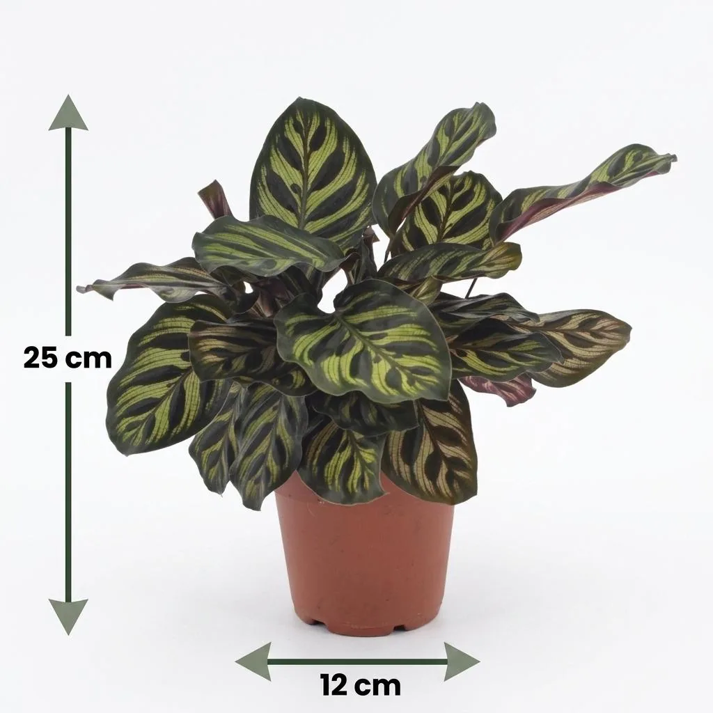 Pfauen-Korbmarante 2er-Set (Calathea makoyana) – pflegeleichte Zimmerpflanze, Topf-Ø 12 cm, Höhe ca. 25 cm