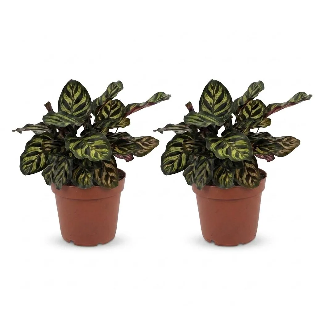 Pfauen-Korbmarante 2er-Set (Calathea makoyana) – pflegeleichte Zimmerpflanze, Topf-Ø 12 cm, Höhe ca. 25 cm