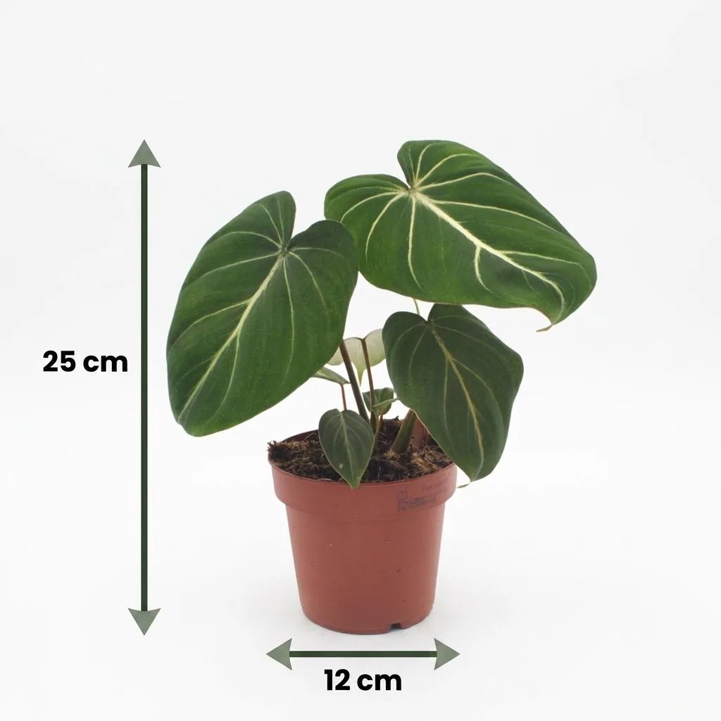 Philodendron (Philodendron gloriosum) – pflegeleichte Zimmerpflanze, im Dekokorb, Topf-Ø 12 cm, Höhe ca. 25 cm