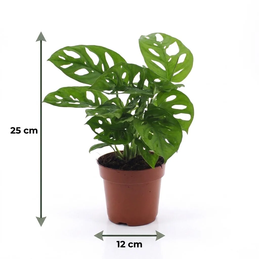 Lochfensterblatt 4er-Set (Monstera adansonii) – pflegeleichte Zimmerpflanze, im weißen Übertopf, Topf-Ø 12 cm, Höhe ca. 25 cm