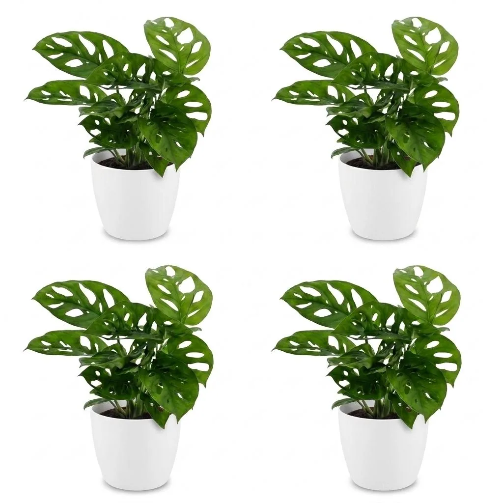 Lochfensterblatt 4er-Set (Monstera adansonii) – pflegeleichte Zimmerpflanze, im weißen Übertopf, Topf-Ø 12 cm, Höhe ca. 25 cm