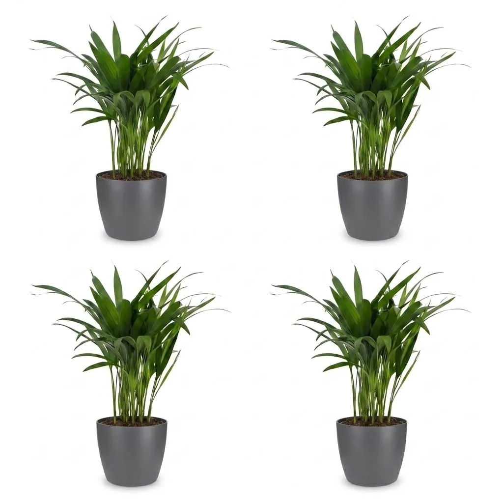 Goldfruchtpalme 4er-Set (Dypsis lutescens) – pflegeleichte Zimmerpflanze, im grauen Übertopf, Topf-Ø 12 cm, Höhe ca. 45 cm