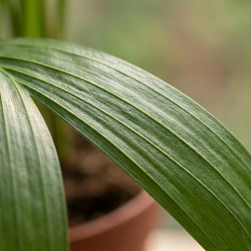 Goldfruchtpalme (Dypsis lutescens) – pflegeleichte Zimmerpflanze, im grauen Übertopf, Topf-Ø 12 cm, Höhe ca. 45 cm