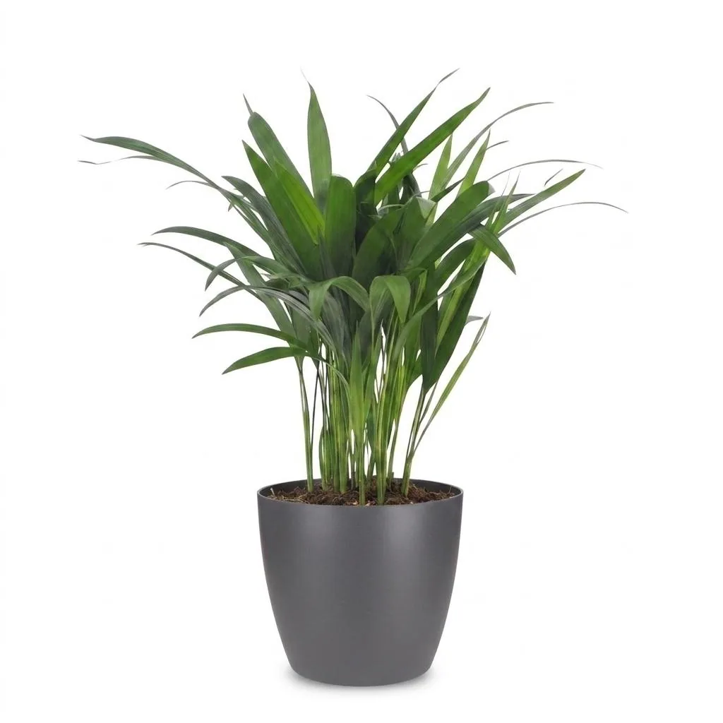 Goldfruchtpalme (Dypsis lutescens) – pflegeleichte Zimmerpflanze, im grauen Übertopf, Topf-Ø 12 cm, Höhe ca. 45 cm