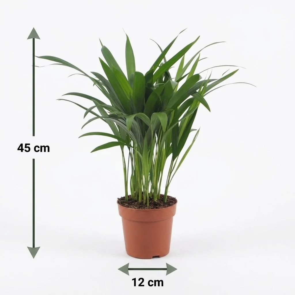 Goldfruchtpalme (Dypsis lutescens) – pflegeleichte Zimmerpflanze, im grauen Übertopf, Topf-Ø 12 cm, Höhe ca. 45 cm