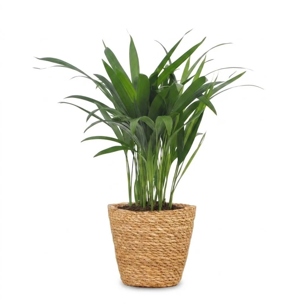 Goldfruchtpalme (Dypsis lutescens) – pflegeleichte Zimmerpflanze, im Dekokorb, Topf-Ø 12 cm, Höhe ca. 45 cm