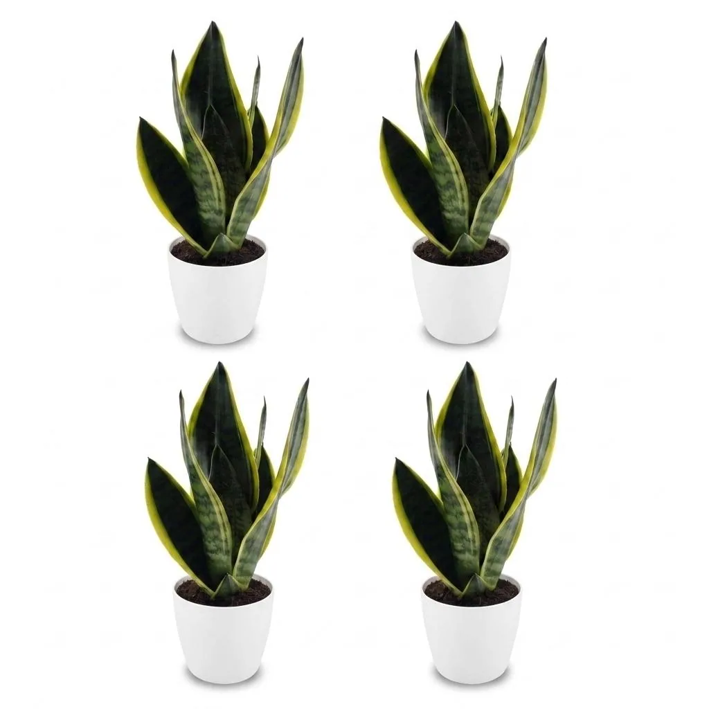Bogenhanf 'Future Superb' 4er-Set (Sansevieria) – pflegeleichte Zimmerpflanze, im weißen Übertopf, Topf-Ø 12 cm, Höhe ca. 35 cm