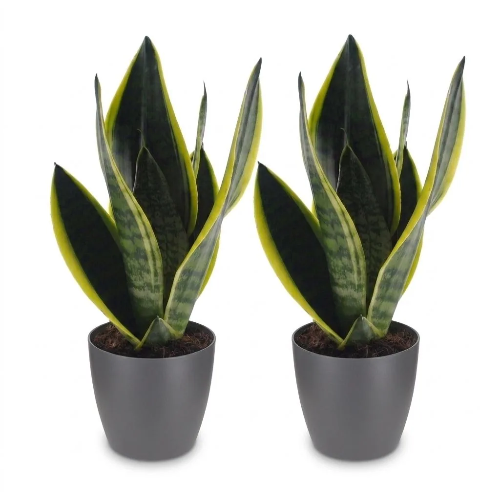 Bogenhanf 'Future Superb' 2er-Set (Sansevieria) – pflegeleichte Zimmerpflanze, im grauen Übertopf, Topf-Ø 12 cm, Höhe ca. 35 cm