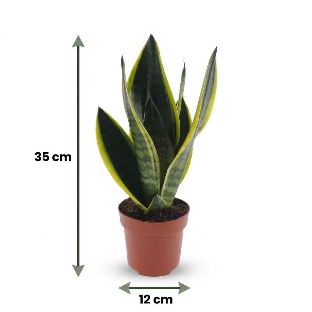 Bogenhanf 'Future Superb' (Sansevieria) – pflegeleichte Zimmerpflanze, im Dekokorb, Topf-Ø 12 cm, Höhe ca. 35 cm