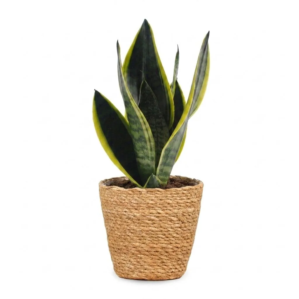 Bogenhanf 'Future Superb' (Sansevieria) – pflegeleichte Zimmerpflanze, im Dekokorb, Topf-Ø 12 cm, Höhe ca. 35 cm