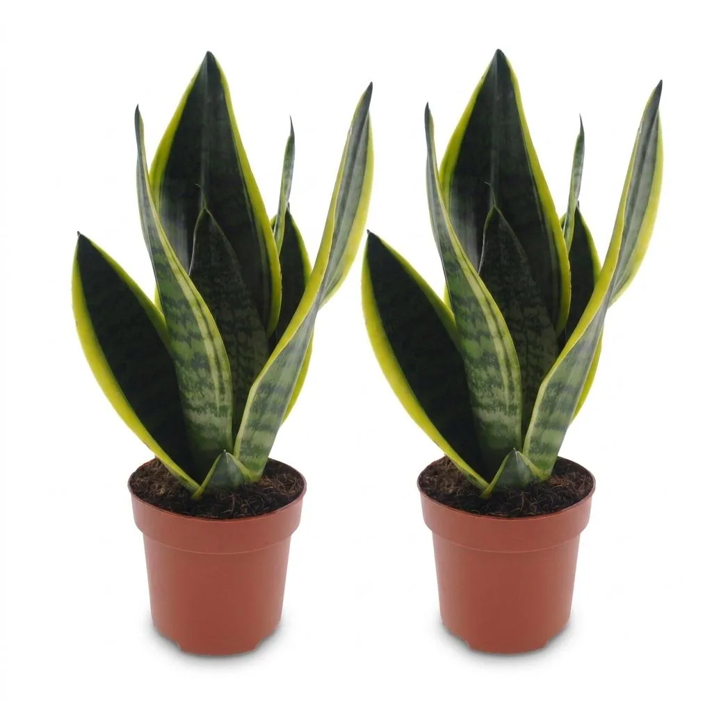 Bogenhanf 'Future Superb' 2er-Set (Sansevieria) – pflegeleichte Zimmerpflanze, Topf-Ø 12 cm, Höhe ca. 35 cm