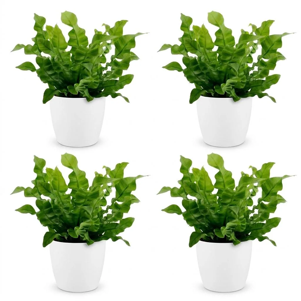 Streifenfarn 'Crispy Wave' 4er-Set (Asplenium) – pflegeleichte Zimmerpflanze, im weißen Topf, Topf-Ø 12 cm, Höhe ca. 30 cm