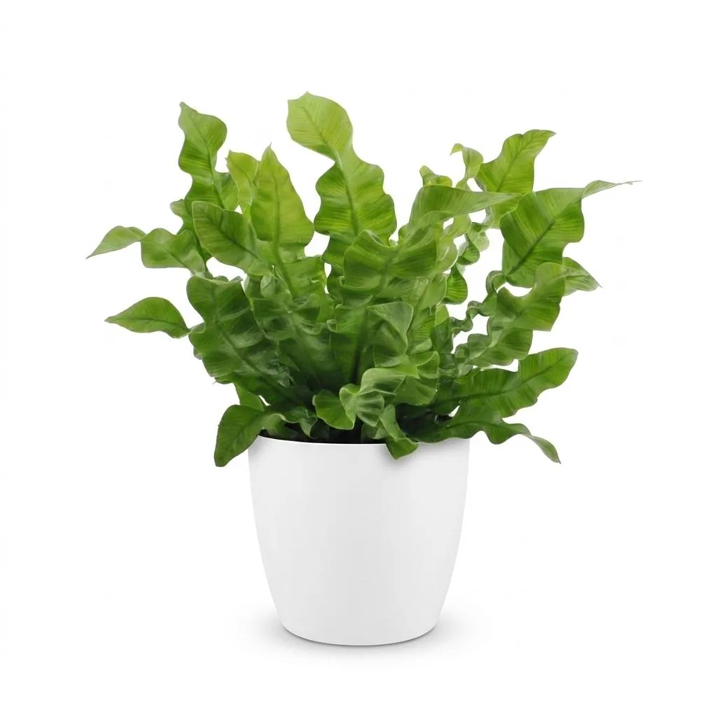 Streifenfarn 'Crispy Wave' (Asplenium) – pflegeleichte Zimmerpflanze, im weißen Topf, Topf-Ø 12 cm, Höhe ca. 30 cm