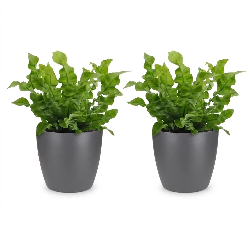 Streifenfarn 'Crispy Wave' 2er-Set (Asplenium) – pflegeleichte Zimmerpflanze, im grauen Übertopf, Topf-Ø 12 cm, Höhe ca. 30 cm